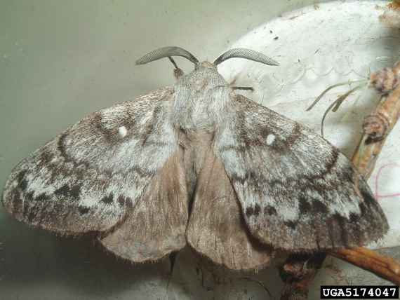 Männlicher Falter von Dendrolimus sibiricus